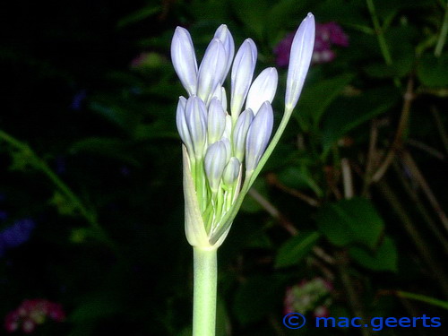 Agapanthus caulescens ssp angustifolius